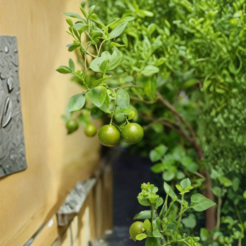 Green Kumquat Tree – Citrus japonica Live Plant | 8–12 Inches Tall | Rare Young Citrus for Patio & Container Growing | Edible Sweet-Tart Fruit