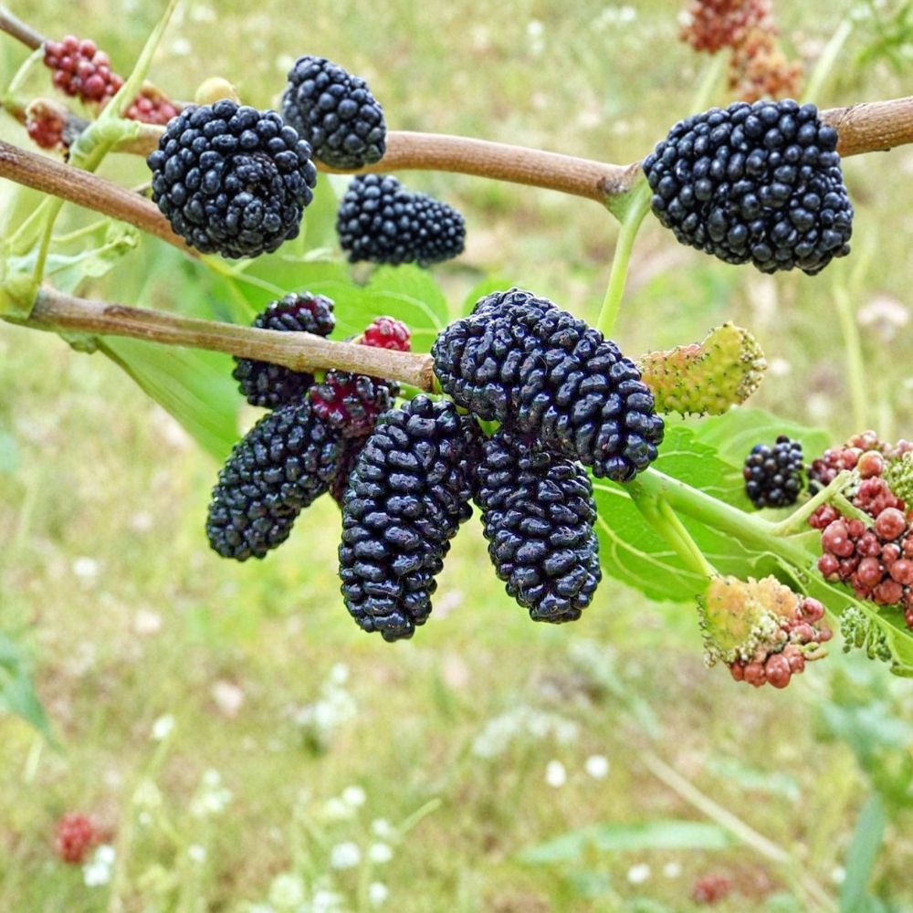 Dwarf Everbearing Mulberry – Morus Live Starter Plant | 4–8 Inches Tall Bare Root | Sweet Berry Fruit Tree | Patio & Backyard Friendly | Easy to Grow