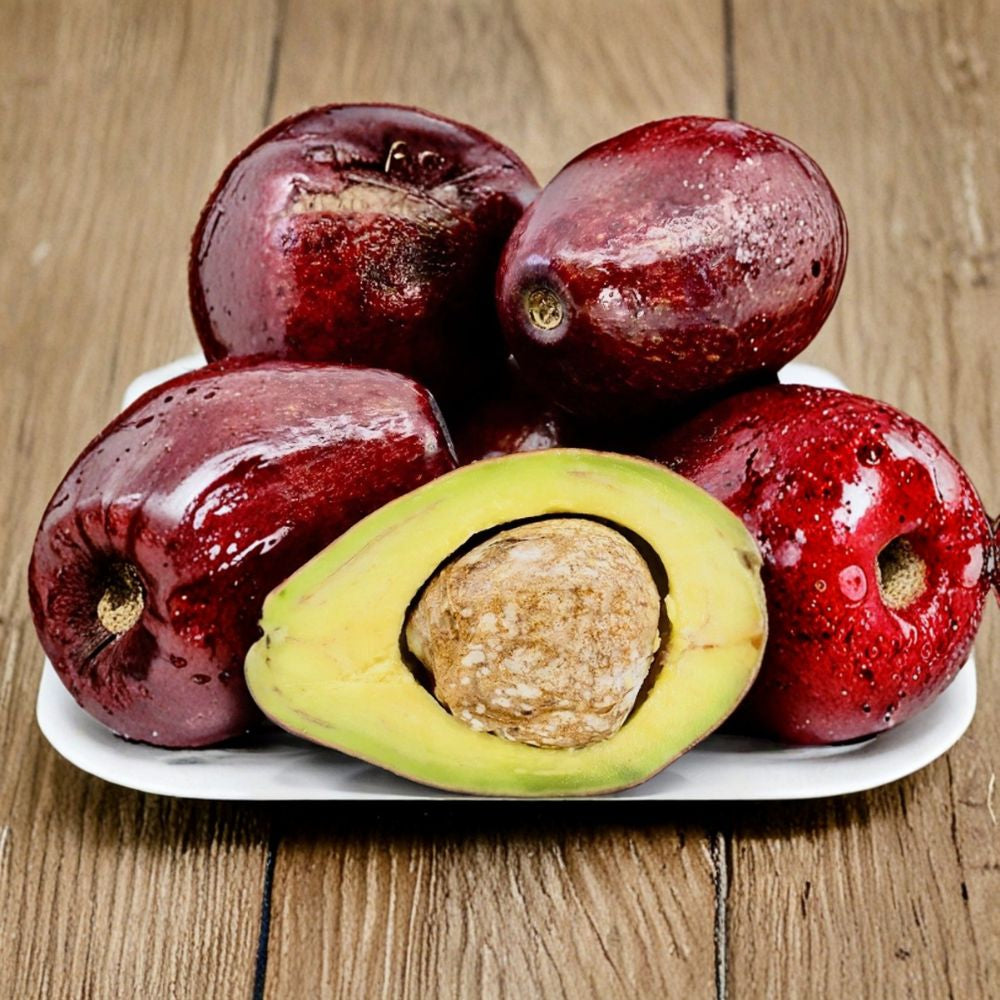 Thomson Red Avocado Seeds – Persea americana 2 Fresh Avocado Seeds | Red-Skinned Variety Rare • Decorative • Ready to Grow