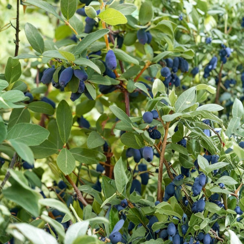 Honeyberry Plant Collection – Lonicera caerulea Live Plants | 4 Variety Set (Aurora, Berry Blue, Boreal Beauty, Boreal Blizzard) | 3-Year Gallon Grown | Cold Hardy Haskap Berry Bushes