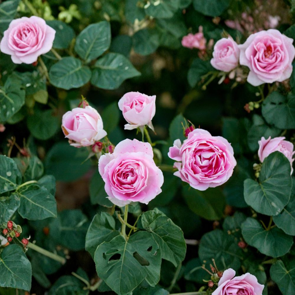 Carefree Wonder Rose – Rare Rose Cuttings | 3 Fresh Unrooted Cuttings | Pink Garden Shrub Rose | Cuttings for Rooting or Grafting