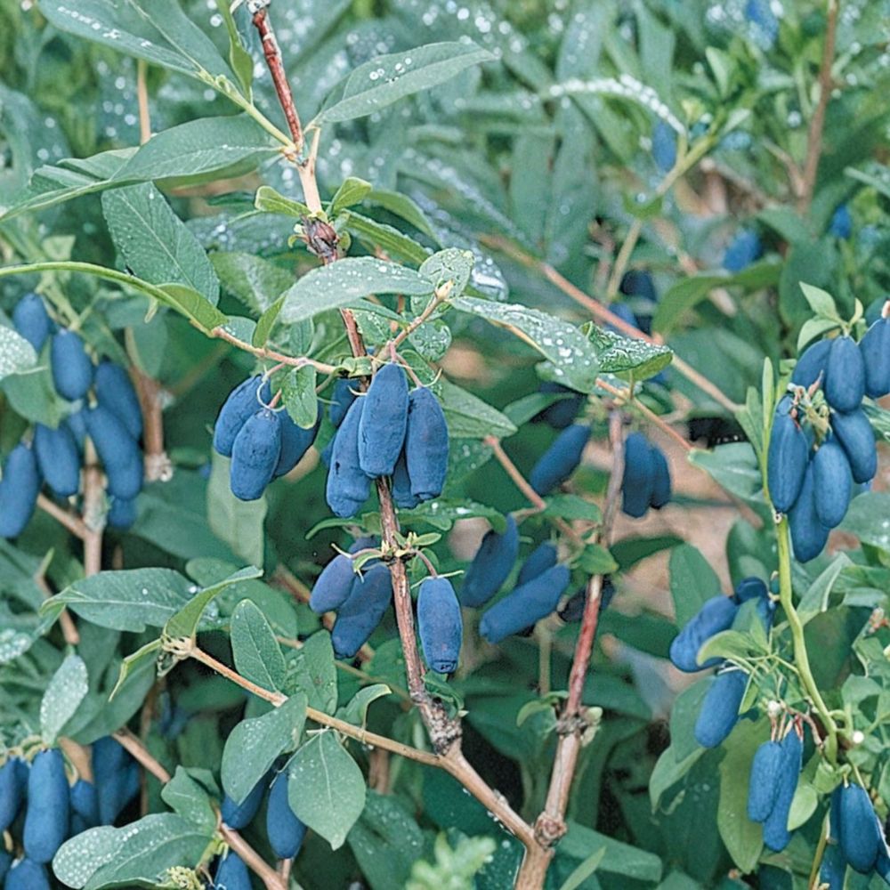 Berry Blue Honeyberry – Lonicera caerulea Live Plant | 1 Gallon Size | Cold Hardy Haskap Berry Bush | High Productivity Fruit Plant | Pollinator Variety