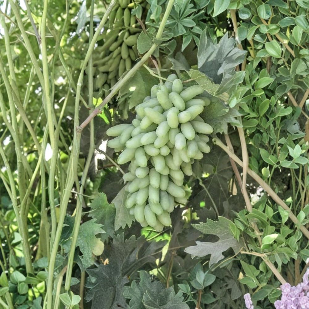 Waterfall Fingers Grape Vine – Vitis vinifera Rare Grape Cuttings | 5 Unrooted Cuttings 6–8 Inches | Long Finger-Shaped Sweet Grapes | Rooting or Grafting Ready