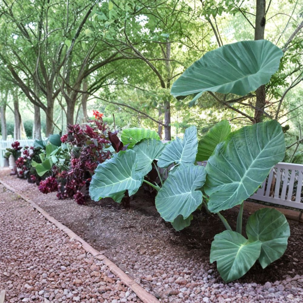 Rare Vietnamese Taro Plant – Bac Ha Doc Mung Elephant Ear Live Plant 8–10 Inches | Edible Colocasia Taro | Tropical Garden Vegetable Plant