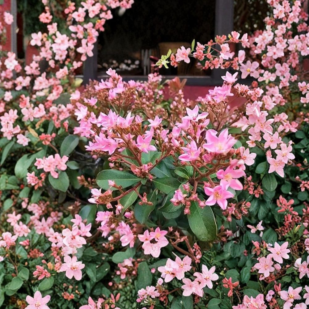 Indian Hawthorn ‘Pink Dancer’ – Rhaphiolepis indica Rare Cuttings | 5 Fresh Unrooted Cuttings | Pink Flower Evergreen Shrub | Cuttings for Rooting or Grafting