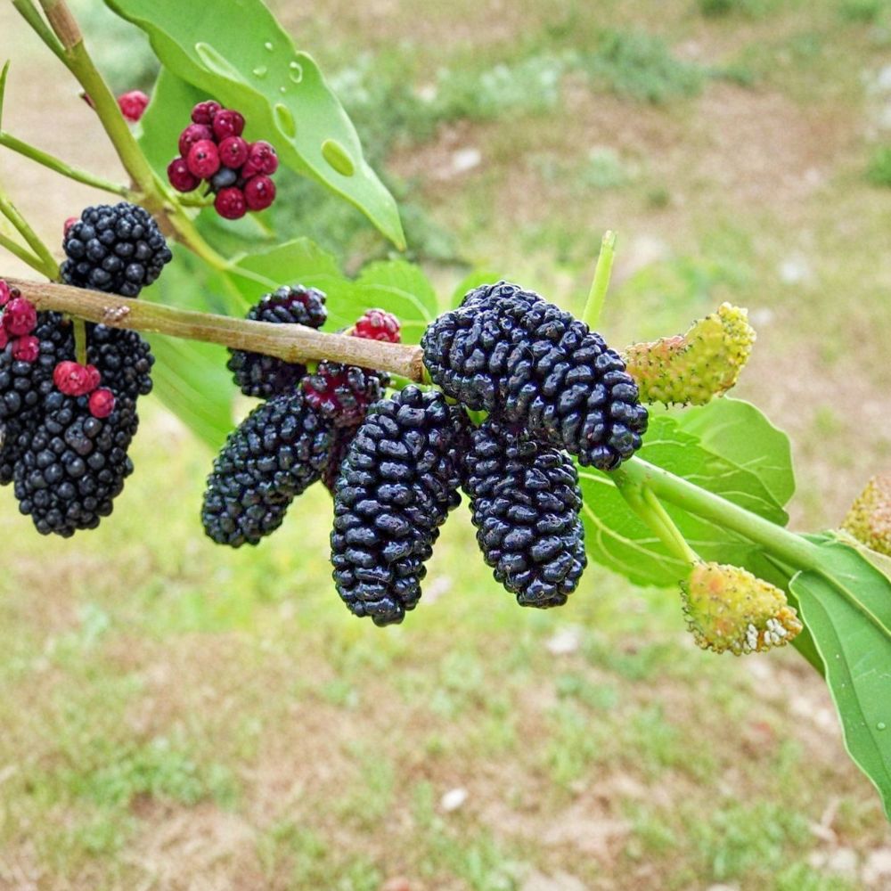 Dwarf Everbearing Mulberry Trees – Morus ‘Dwarf Everbearing’ Live Starter Plants | Set of 2 Rooted Seedlings 4–8 Inches Tall | Compact Fruit Tree for Patios & Containers