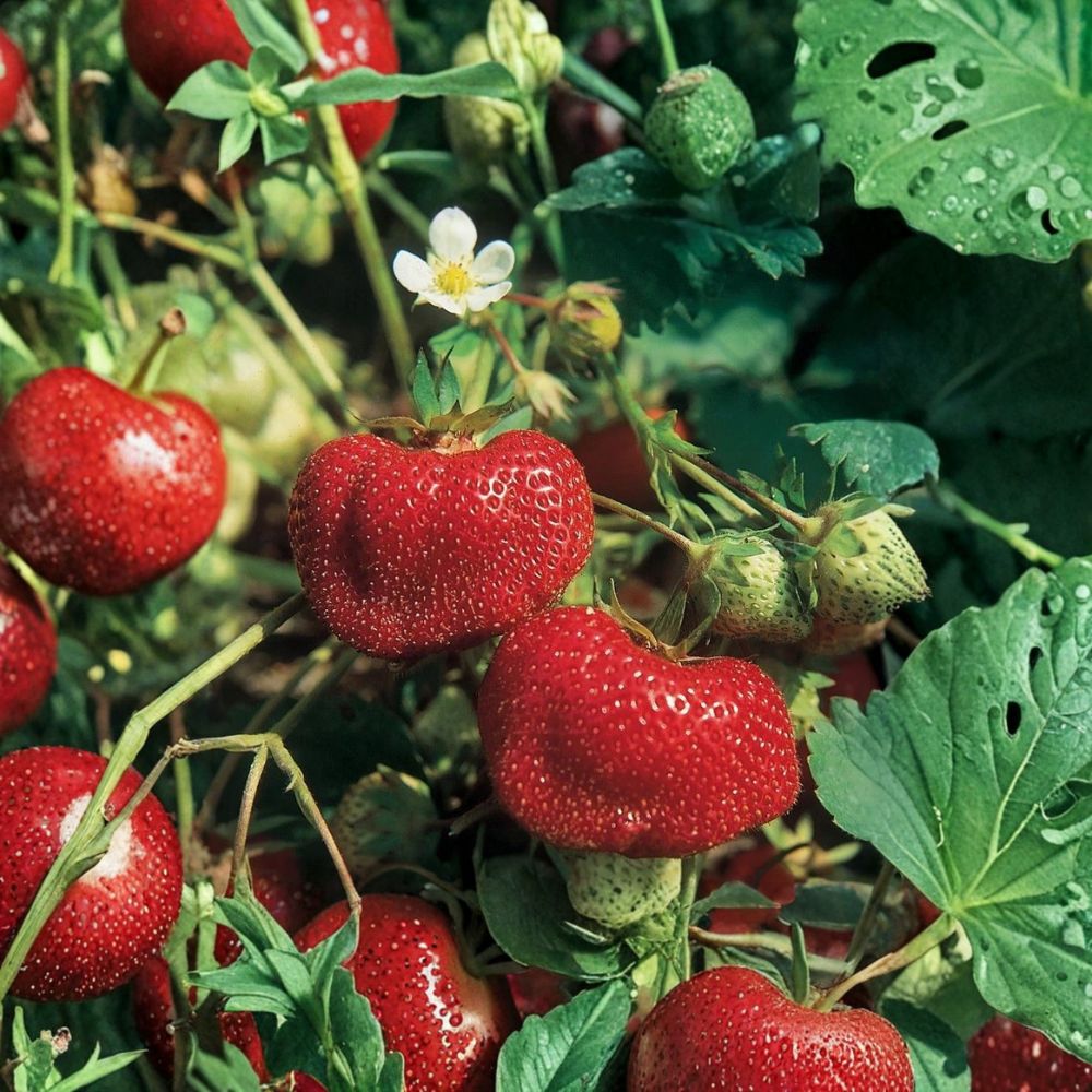 Ozark Beauty Strawberry – Fragaria × ananassa Bare Root Plants | 25 Pack Everbearing Strawberry Plants | Sweet Large Red Berries | Garden & Raised Bed Friendly