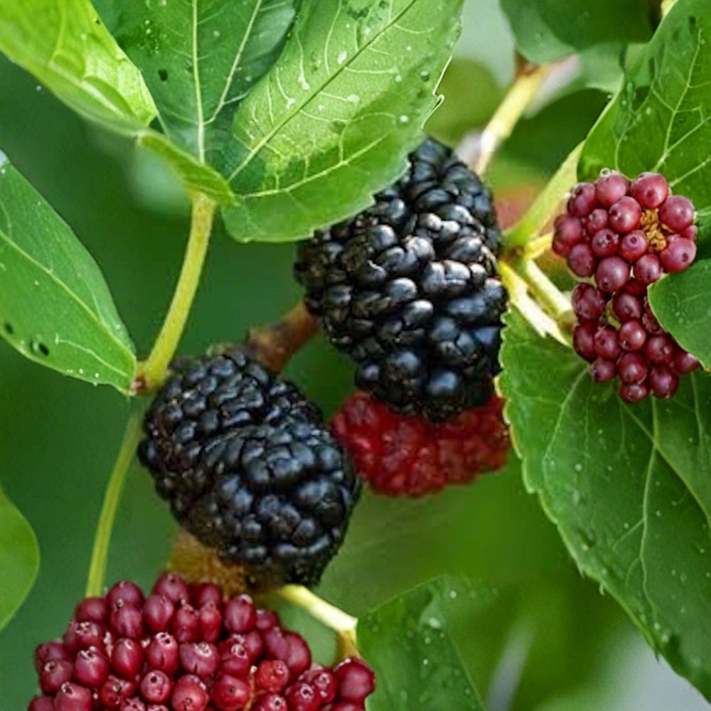 Dwarf Everbearing Mulberry Tree – Morus sp. Bare Root Plant | 3–4 Inch Starter Plug | Self-Pollinating Fruit Tree | Easy Backyard & Container Growing