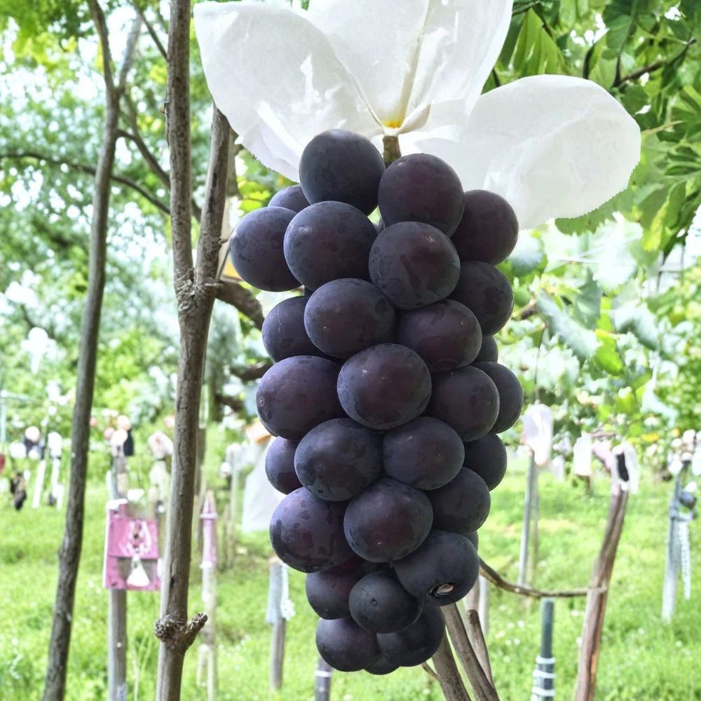 Fujiminori Grape Vine – Vitis vinifera Live Plant | 1–2 Ft Tall Rare Sweet Japanese Grape | Large Purple Table Grape | Organic Patio & Backyard Vine