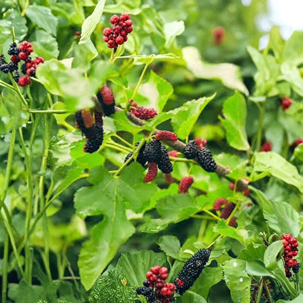 Illinois Everbearing Mulberry Tree – Morus alba × rubra Live Starter Plant | 6–8 Inch Bare Root Plug | Cold Hardy Sweet Fruit Tree | Backyard Orchard Favorite