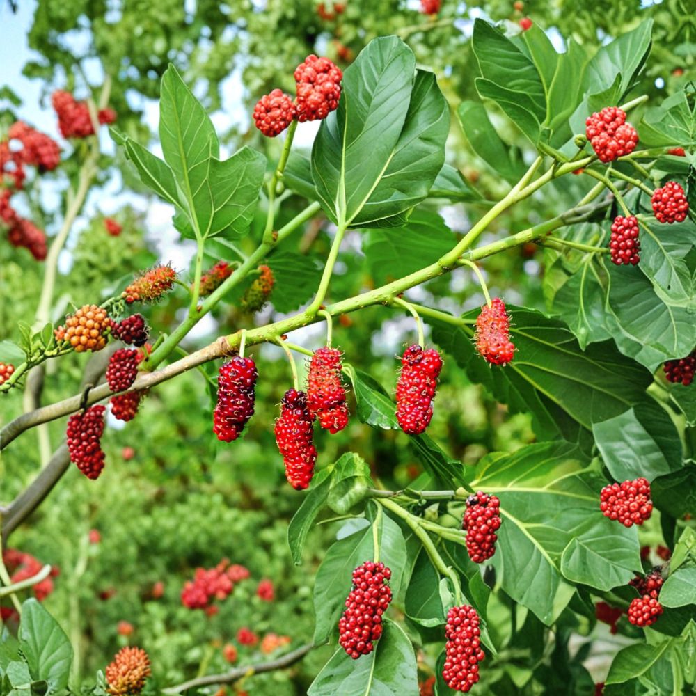 Red Mulberry Tree – Morus rubra Live Plant | 12–24 Inch Bare Root Tree | Native Sweet Berry Fruit Tree | Fast Growing Backyard Orchard Tree