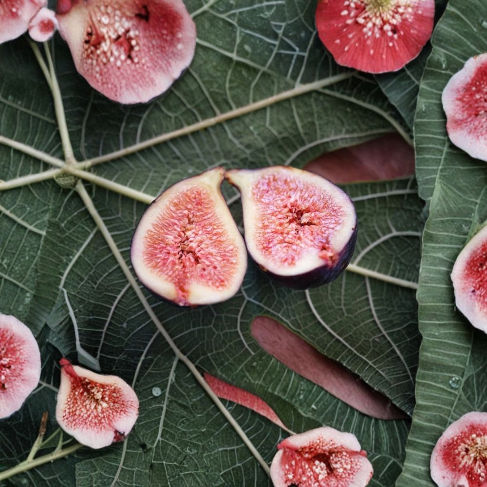 Violet de Bordeaux Fig Tree – Ficus carica Live Starter Plant Plug | 3–4 Inches Tall | Heirloom Sweet Fig Variety | Patio & Garden Friendly