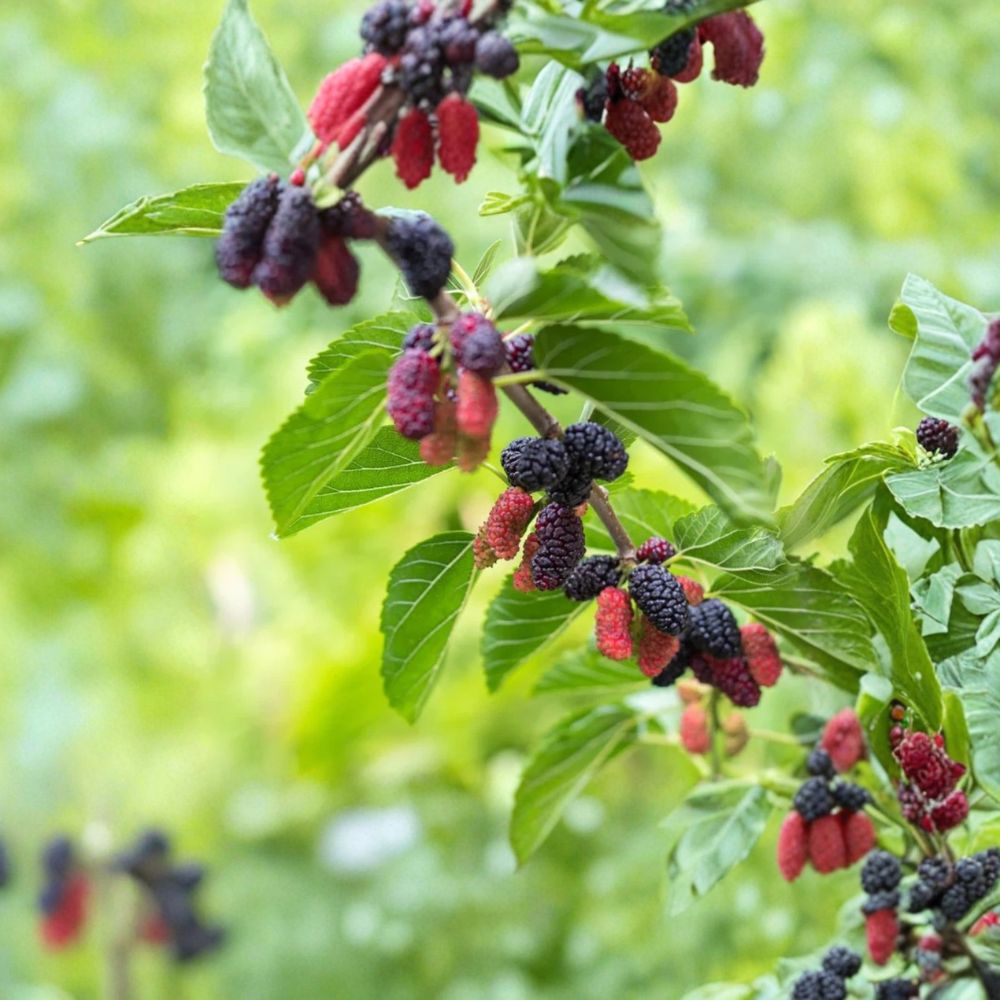 Dwarf Everbearing Mulberry Tree – Morus spp. Live Starter Plant | 4–6 Inches Tall | Sweet Berry Fruit Tree | Garden & Patio Friendly
