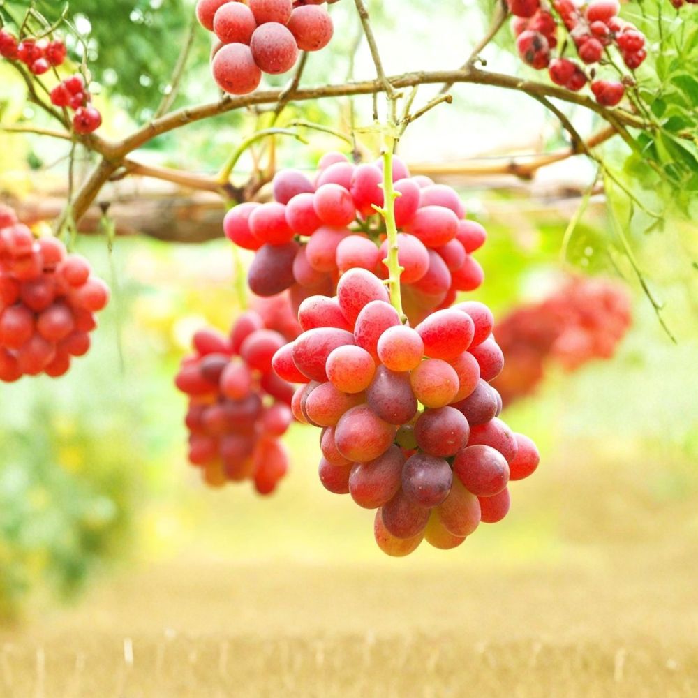 Fujiminori Grape Vine – Vitis vinifera Live Plant | 1–2 Ft Tall Rare Japanese Table Grape | Big Sweet Purple Grapes | Organic Patio & Backyard Vine
