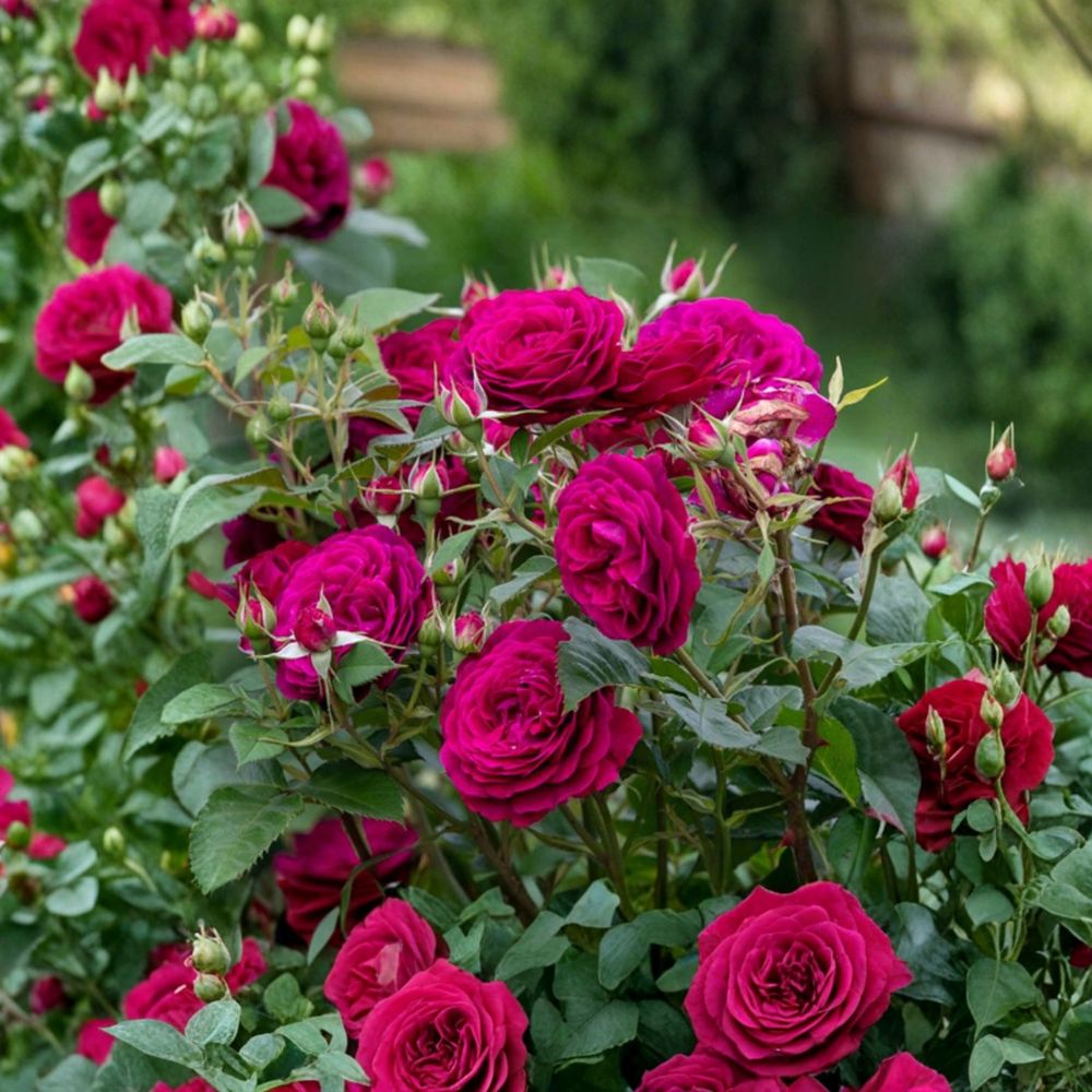 Celestial Night Rose – Rare Rose Cuttings | 3 Fresh Unrooted Cuttings | Deep Purple Garden Rose | Cuttings for Rooting or Grafting