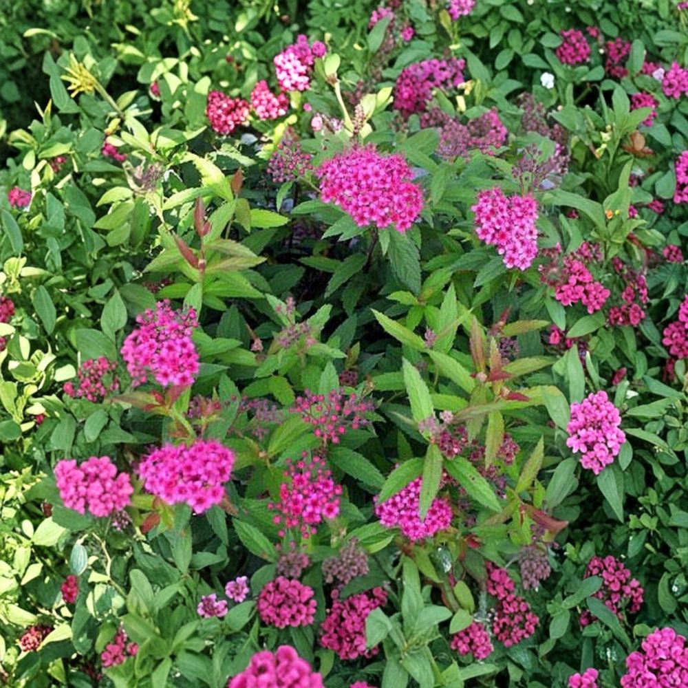 Spiraea ‘Anthony Waterer’ – Live Starter Plant | 4 Inches Tall | Red Flowering Shrub | Compact Summer Blooms | Hardy Landscape Plant