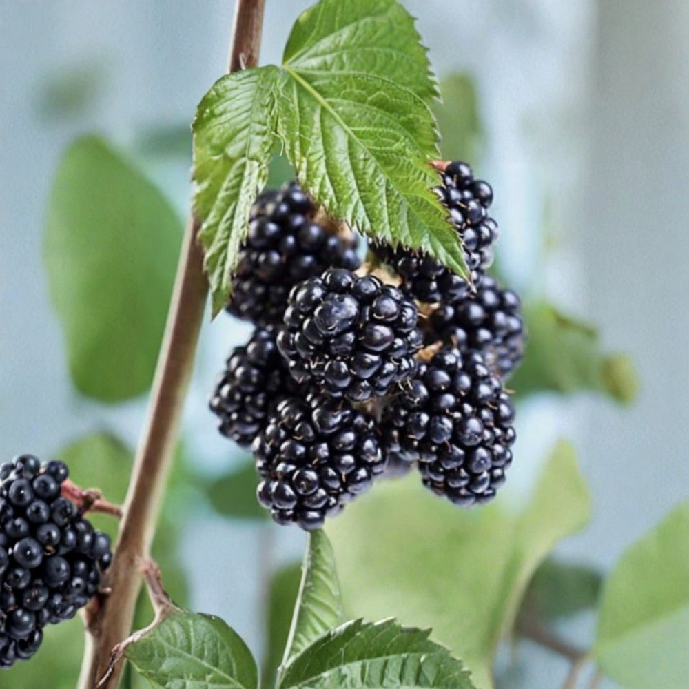 Sweetie Pie Thornless Blackberry – Rubus Live Plants | 4–10 Inches Tall | 3 Pack Tissue Cultured Berry Bush | Non-GMO Organic Fruit Plant | Heat Tolerant