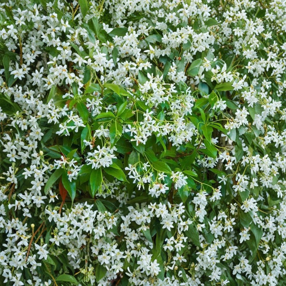 Star Jasmine – Trachelospermum jasminoides Rare Cuttings | 5 Fresh Unrooted Jasmine Cuttings | Fragrant Climbing Vine | Cuttings for Rooting or Grafting
