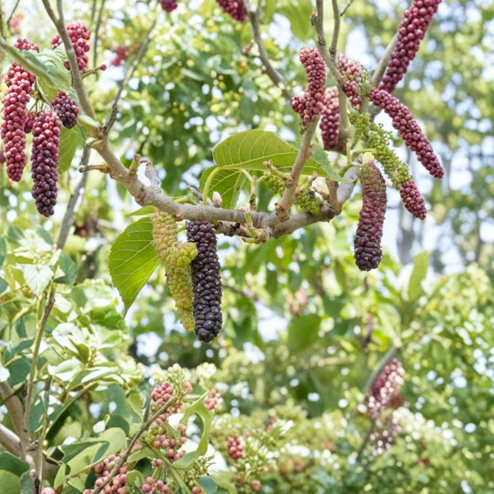 Pakistan Mulberry Trees – Morus macroura Live Starter Plugs | 3 Pack Bare Root Plants 3–6 Inch | Long Sweet Fruit Mulberry Tree | Heat Tolerant