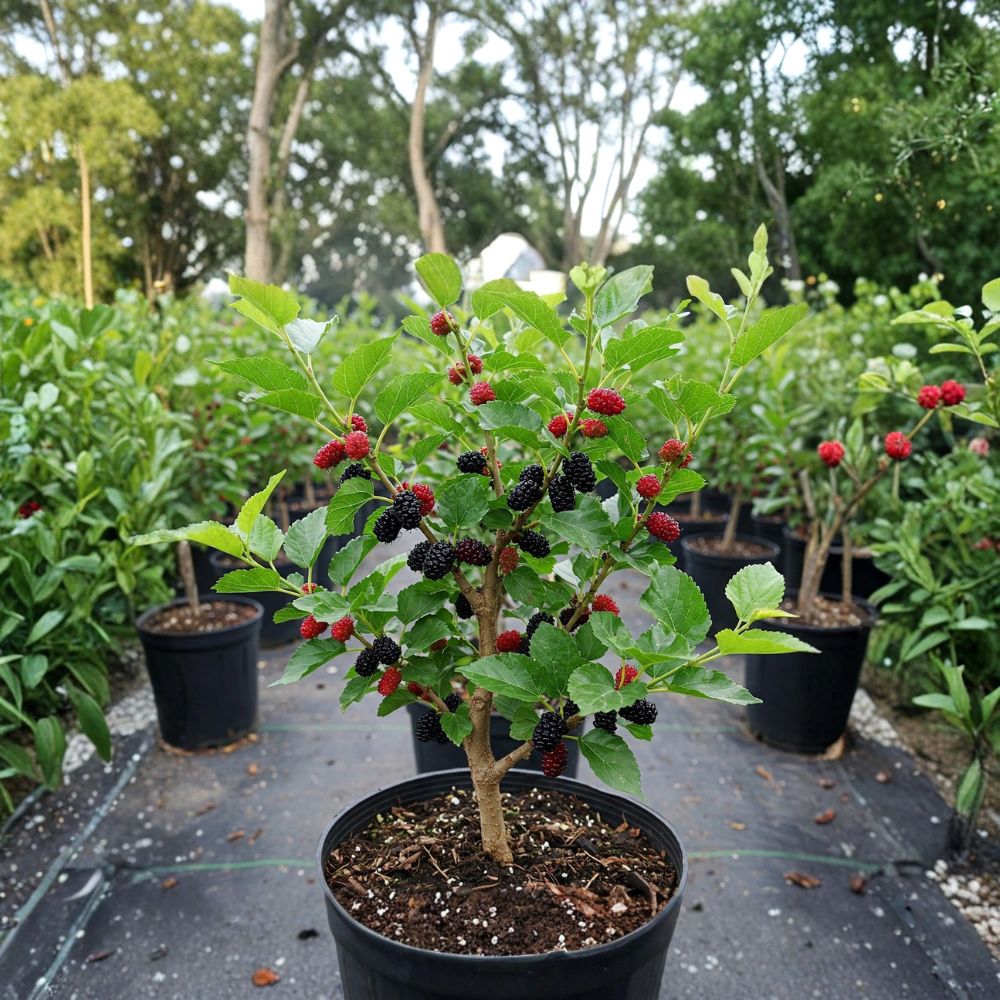 Dwarf Everbearing Mulberry Tree – Morus nigra Live Fruiting Plant | 4 Inch Pot | Sweet Berry Tree for Patio & Backyard Gardens | Easy to Grow
