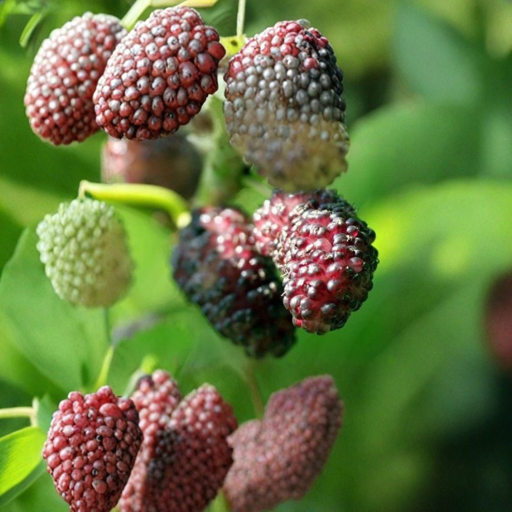 Dwarf Everbearing Mulberry Tree – Morus nigra Live Plant | 6–7 Inch Starter in Pot | Sweet Edible Fruit Tree | Container & Backyard Friendly
