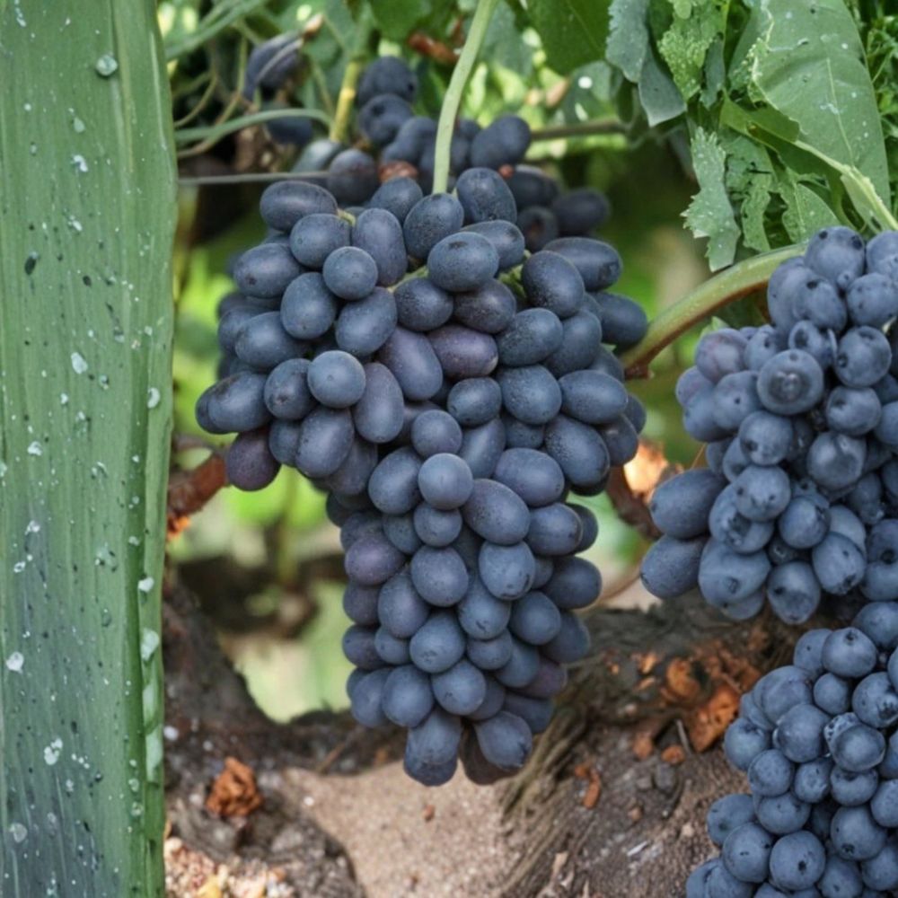 Autumn Royal Grape Vine – Vitis vinifera Live Plant | 1–2 Ft Tall Rare Sweet Black Seedless Grape | Premium Table Grape Variety | Organic Patio & Backyard Vine