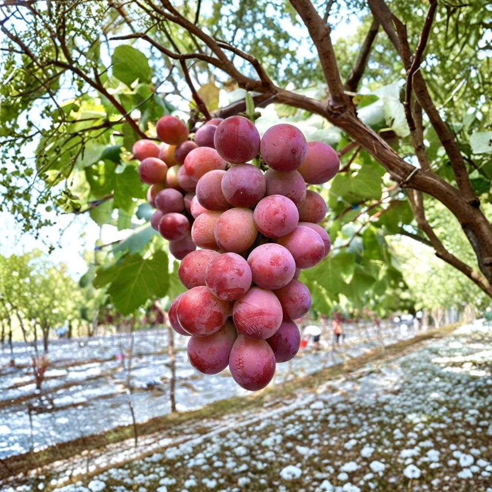 Queen Nina Grape Vine – Vitis vinifera Live Plant | 2–3 Ft Tall Rare Sweet Japanese Red Grape | Premium Table Grape Variety | Organic Patio & Backyard Vine