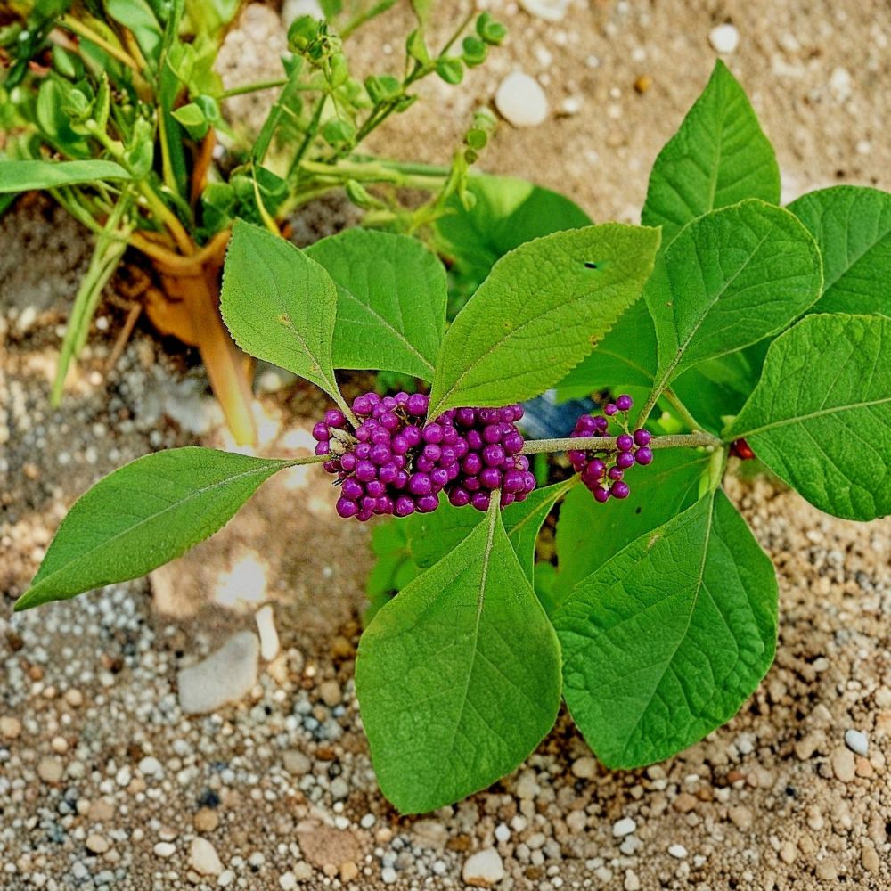 American Beautyberry Bush – Callicarpa americana Live Plant | 1–2 Ft Bare Root Shrub | Purple Berry Ornamental | Wildlife Friendly Garden Plant