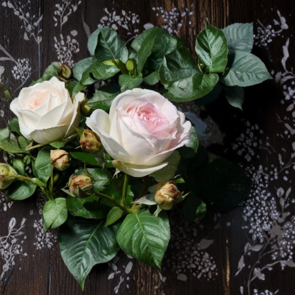 White Eden Rose – Rosa Rare Cuttings | 3 Fresh Unrooted Cuttings | Romantic White Climbing Garden Rose | Cuttings for Rooting or Grafting