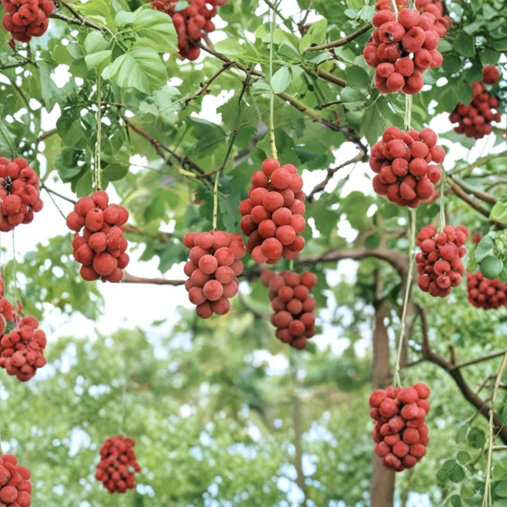 Aki Queen Grape Vine – Vitis vinifera Live Plant | 1–2 Ft Tall Rare Sweet Japanese Red Grape | Premium Table Grape Variety | Organic Patio & Backyard Vine
