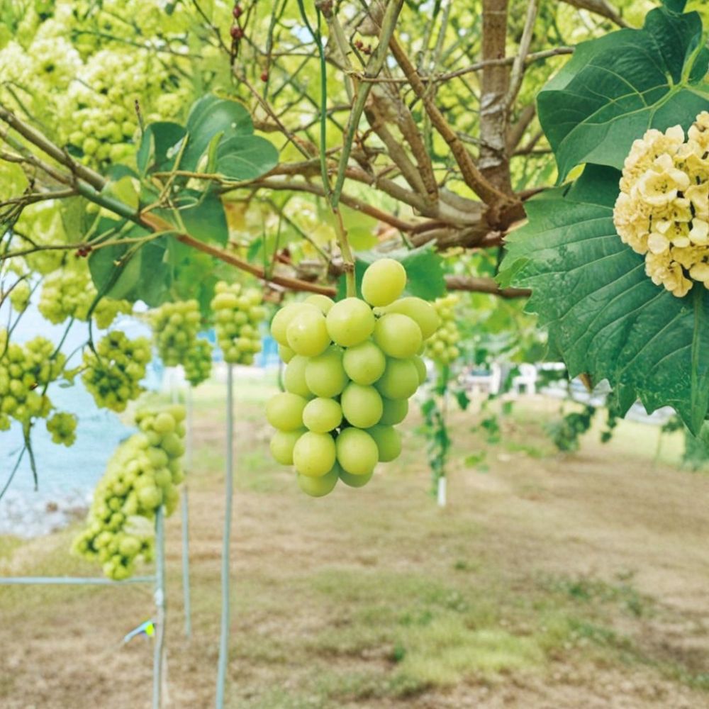 Shine Muscat Grape Vine – Live Plant 2–3 Ft Tall | Rare Japanese Seedless Grape | Organic Sweet Table Grape | Trellis & Patio Friendly