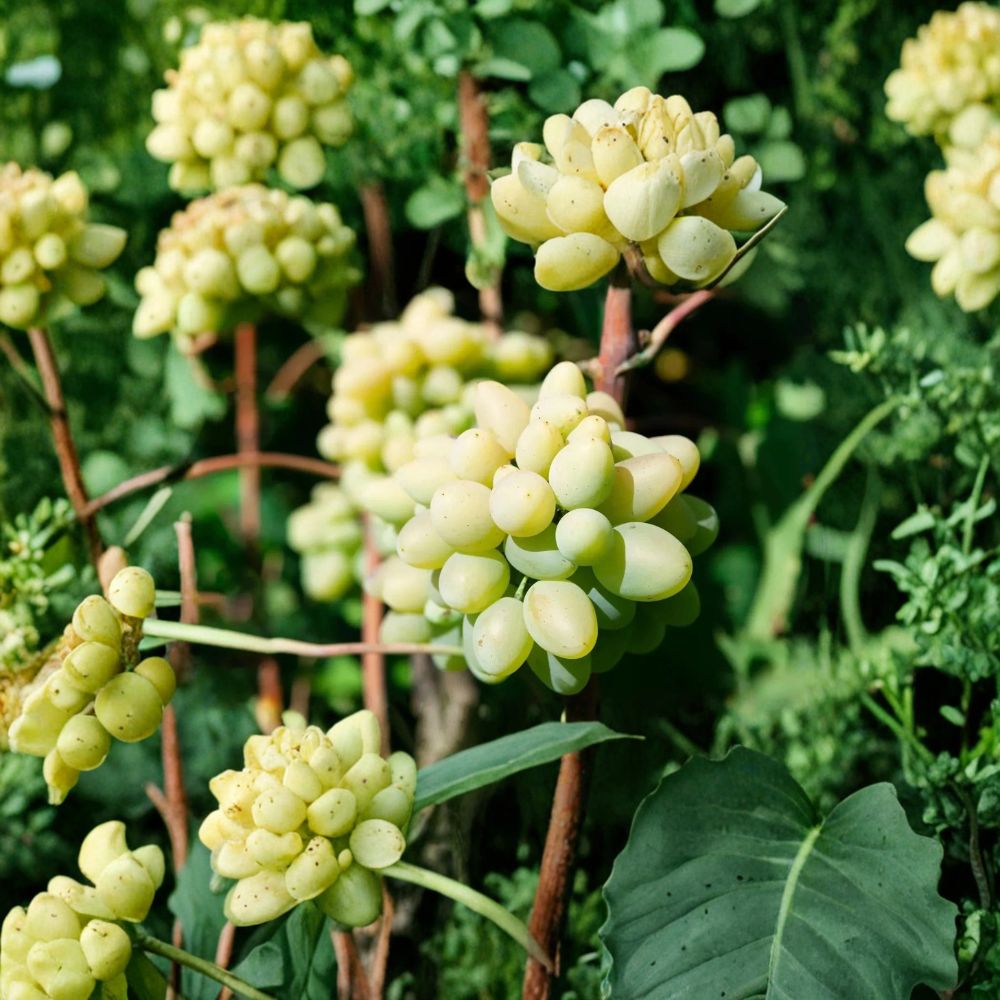 Cotton Candy Grape Plant – Vitis vinifera Live Vine | 1–2 Ft Tall | Sweet Cotton Candy Grape Variety | Organic Fruit Vine | Backyard Vineyard Starter
