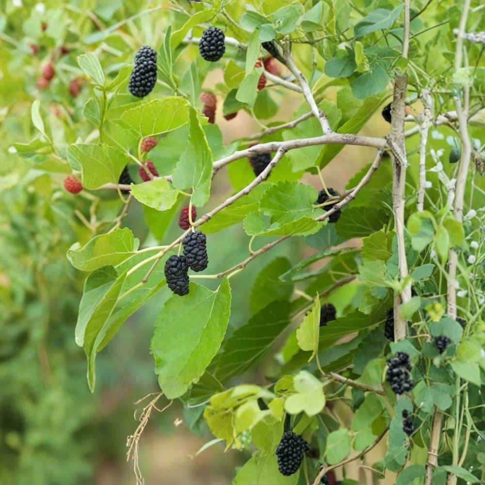 Mojo Berry Dwarf Mulberry – Morus rotundiloba Live Plant Plug | 4–8 Inches Tall | Tissue Culture Starter | Edible Fruit Tree | Container Friendly