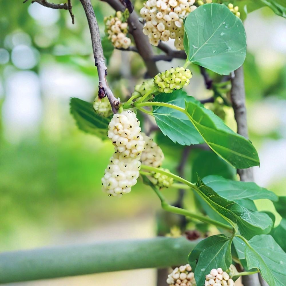White Mulberry Trees – Morus alba Live Plants | 2 Pack 18 Inch Bare Root Trees | Fast Growing Sweet Fruit Tree | Backyard Orchard & Shade Tree