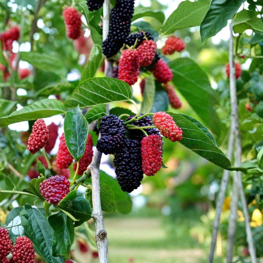 Dwarf Everbearing Mulberry – Morus nigra Live Plant | 4–6 Inch Rooted Starter | Sweet Edible Fruit Tree | Container & Patio Friendly