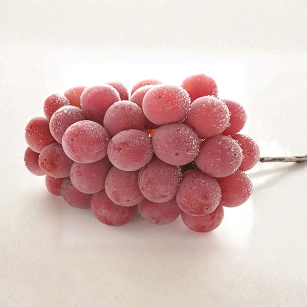 Shinano Smile Grape Vine – Vitis vinifera Live Plant | 1–2 Ft Tall Rare Sweet Japanese Pink Grape | Premium Table Grape Variety | Organic Patio & Backyard Vine