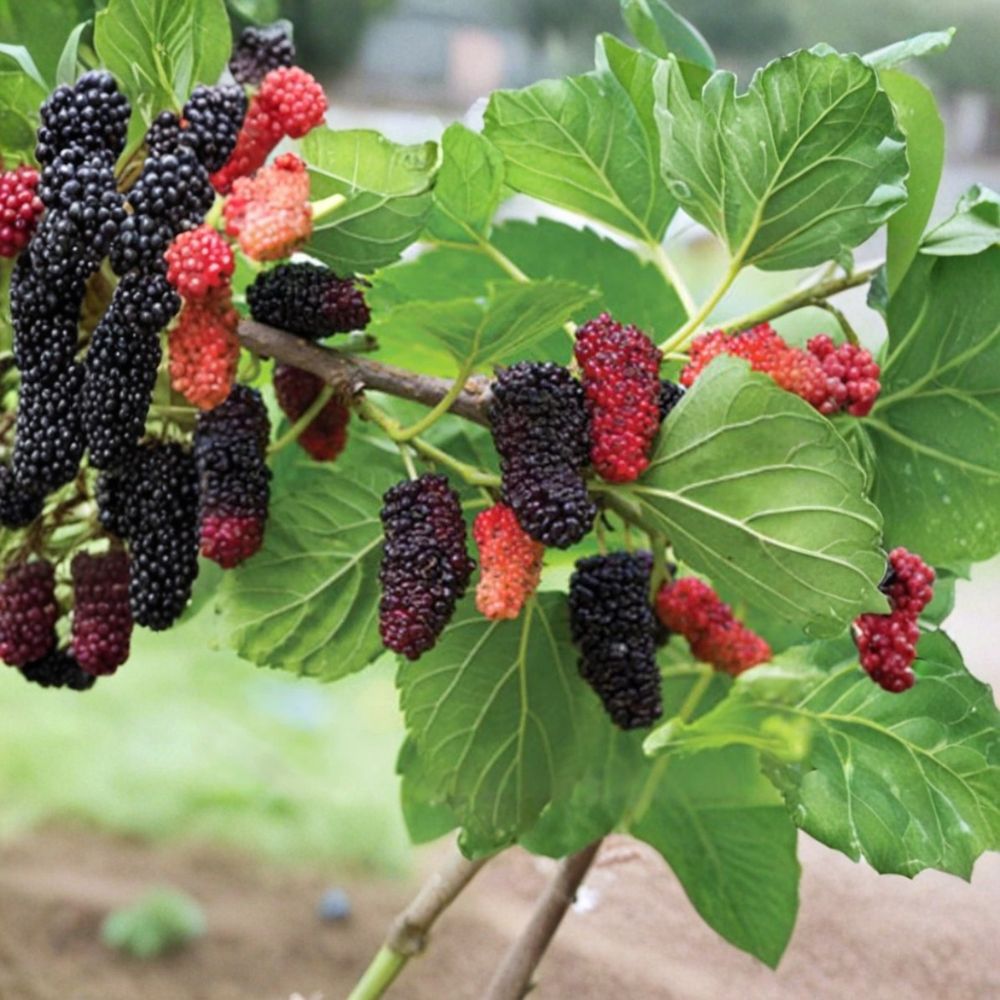 Dwarf Mulberry Tree – Morus Live Plant | 5–8 Inch Starter | Compact Sweet Fruit Tree | Container & Patio Friendly