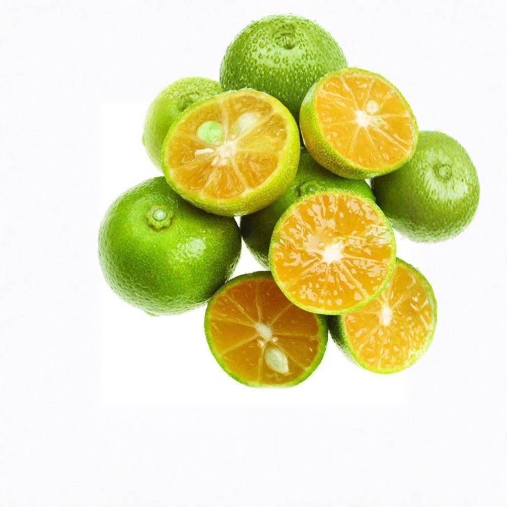Green Kumquat Tree – Fortunella Live Plant | 8–12 Inches Tall Rare Citrus Fruit Tree | Sweet-Tart Kumquat | Patio & Container Friendly