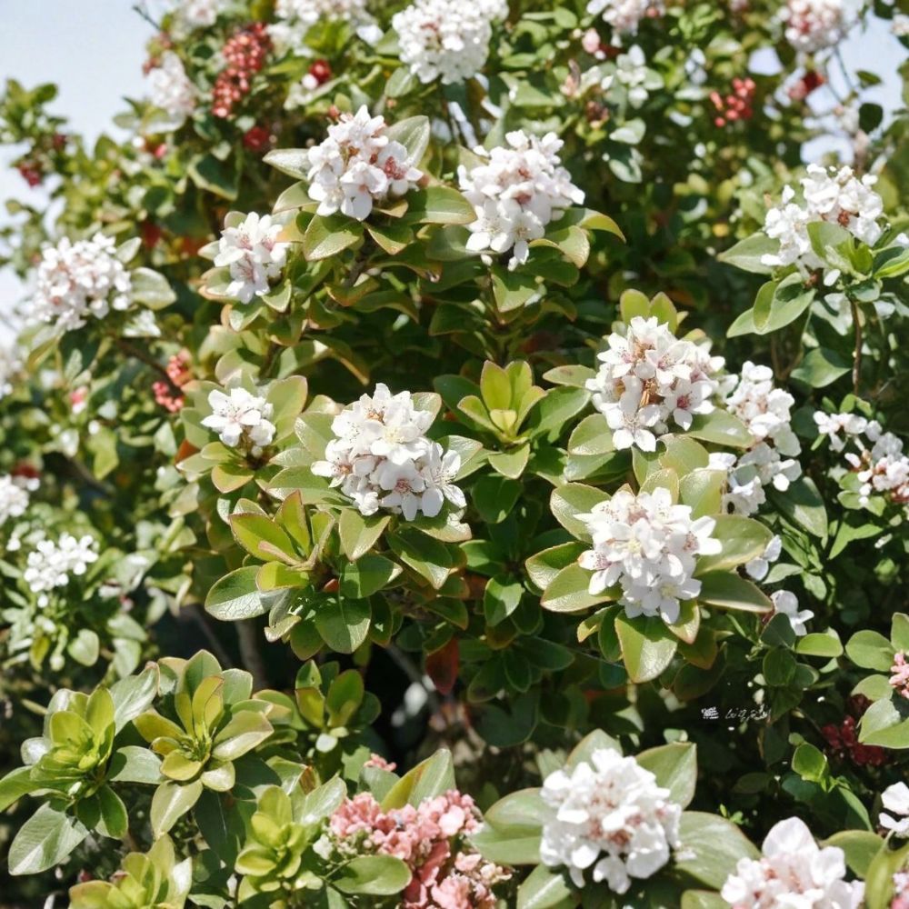 Yeddo Hawthorn ‘Minor’ – Rhaphiolepis umbellata Rare Cuttings | 5 Fresh Unrooted Cuttings | Evergreen Flowering Shrub | Cuttings for Rooting or Grafting