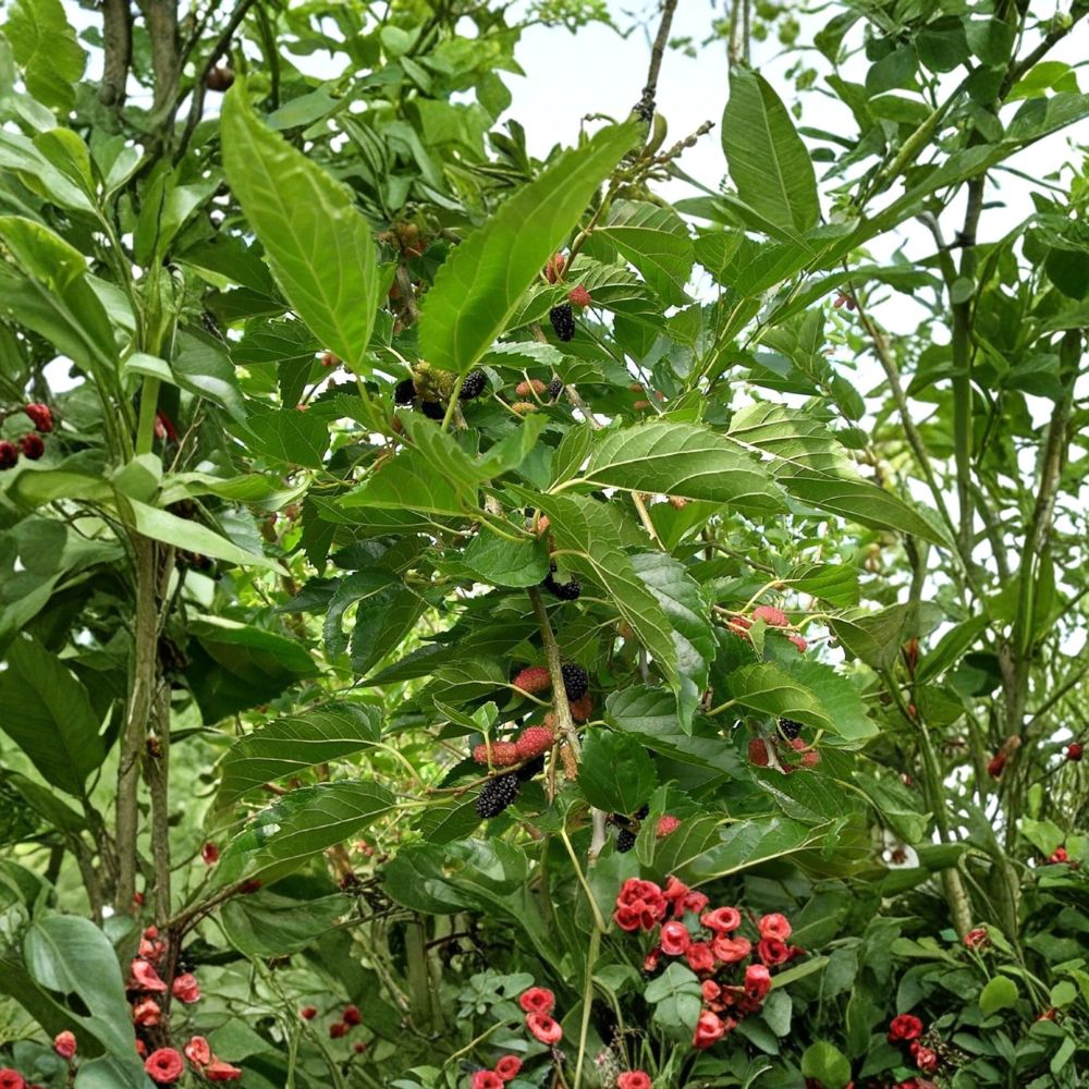 Dwarf Everbearing Mulberry Tree – Morus nigra Live Plant | Rooted Starter in Pot | Sweet Edible Fruit Tree | Container Friendly
