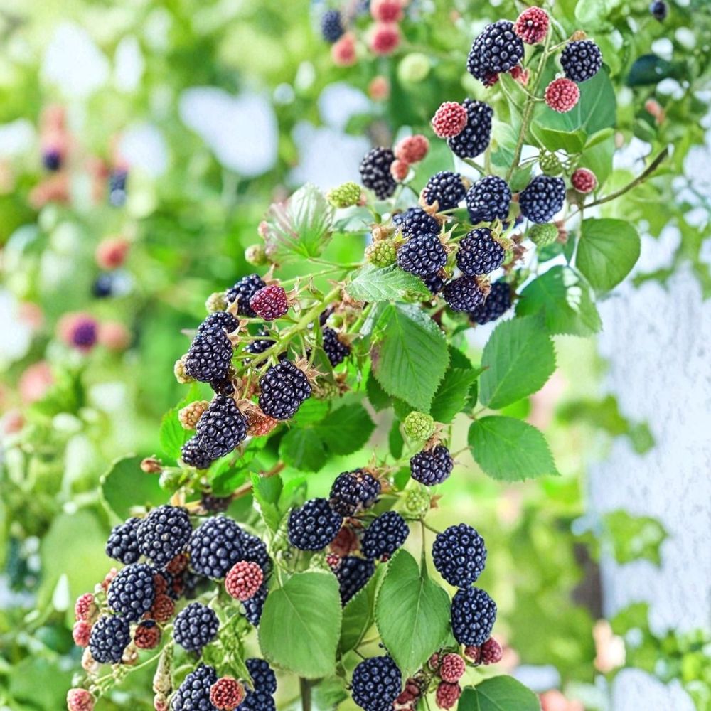 Osage Thornless Blackberry – Rubus ‘Osage’ Live Starter Plants | 4–10 Inches Tall | Set of 2 Sweet Berry Bushes | Garden & Container Friendly | Easy to Grow