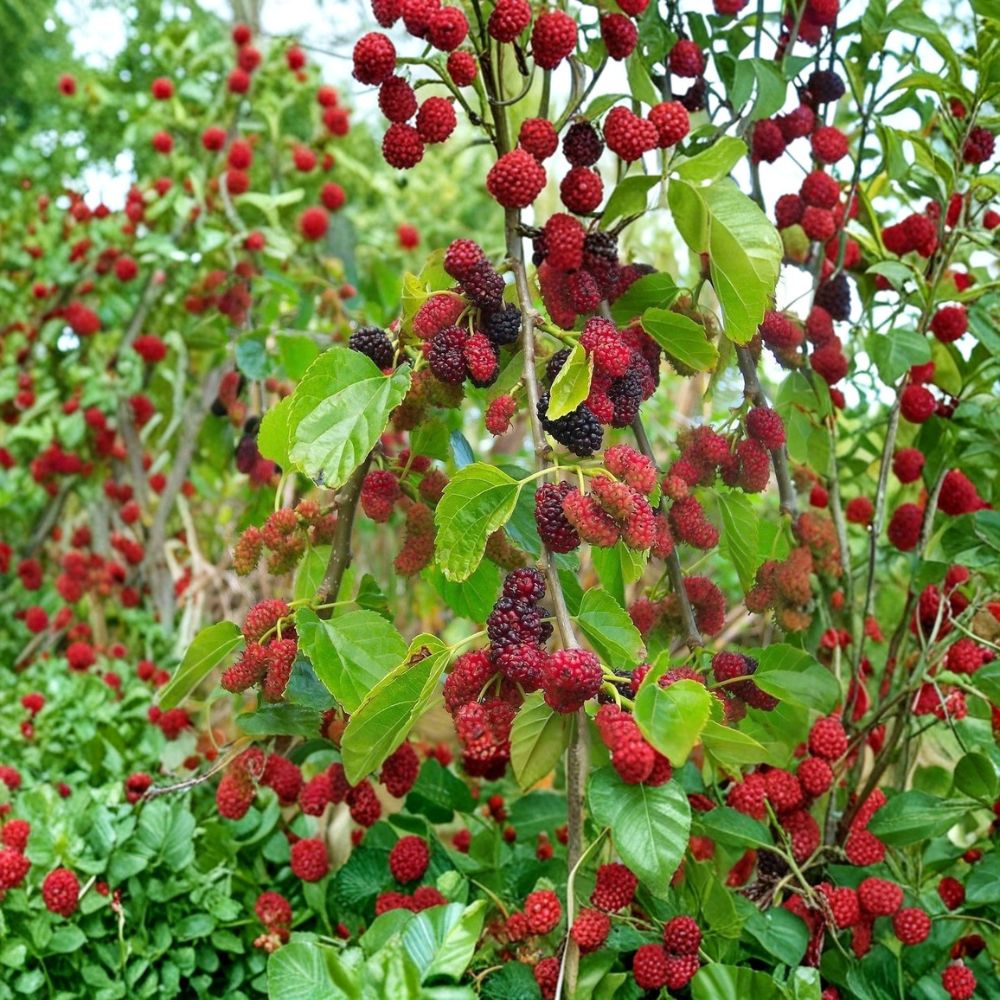 Red Mulberry Trees – Morus rubra Live Plants | 2 Pack 16–24 Inch Bare Root | Native Sweet Berry Fruit Trees | Wildlife Friendly