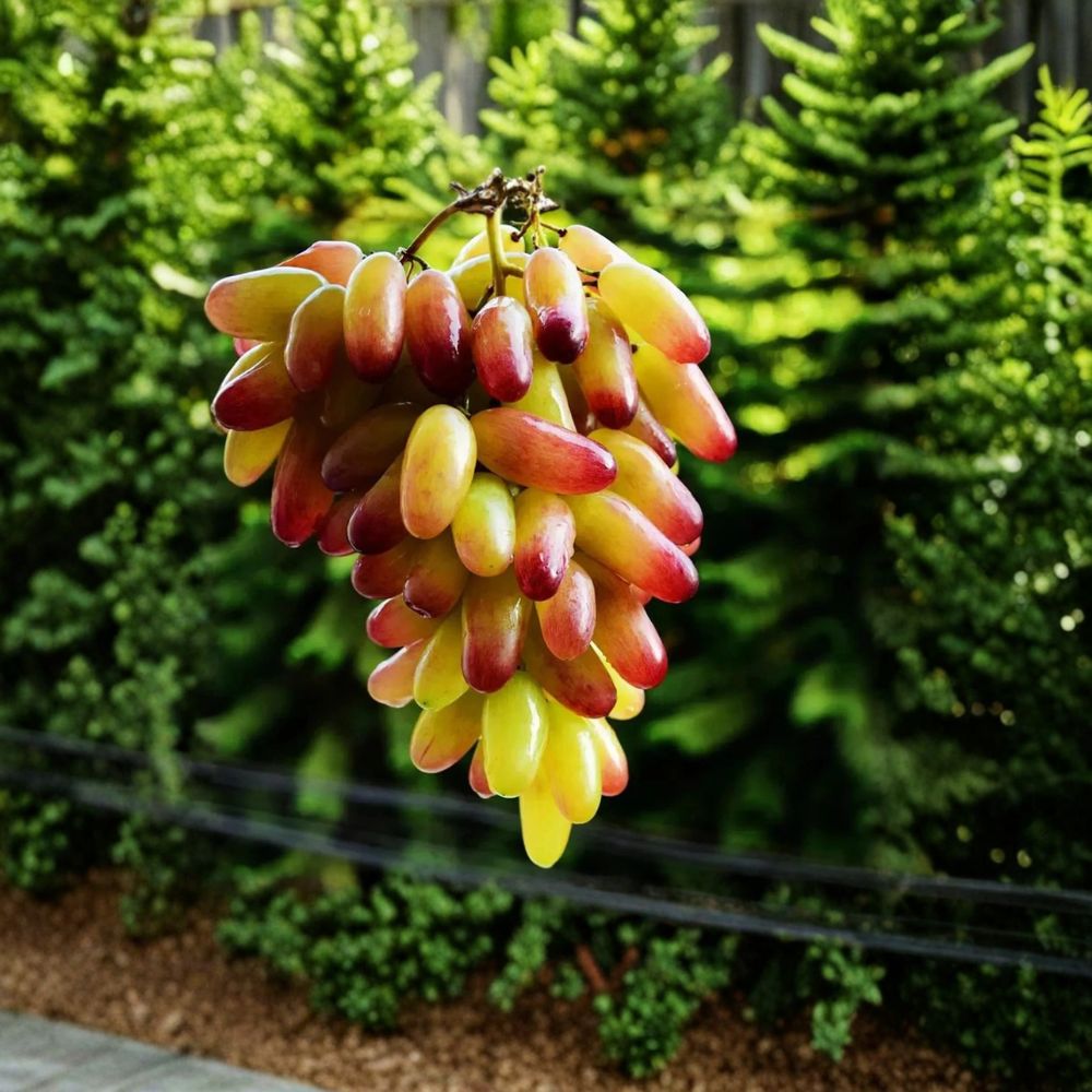 Halloween Fingers / Manicure Grape Vine – Vitis vinifera Live Plant | 1–2 Ft Tall Rare Finger-Shaped Japanese Grape | Sweet Specialty Table Grape | Organic Patio & Backyard Vine