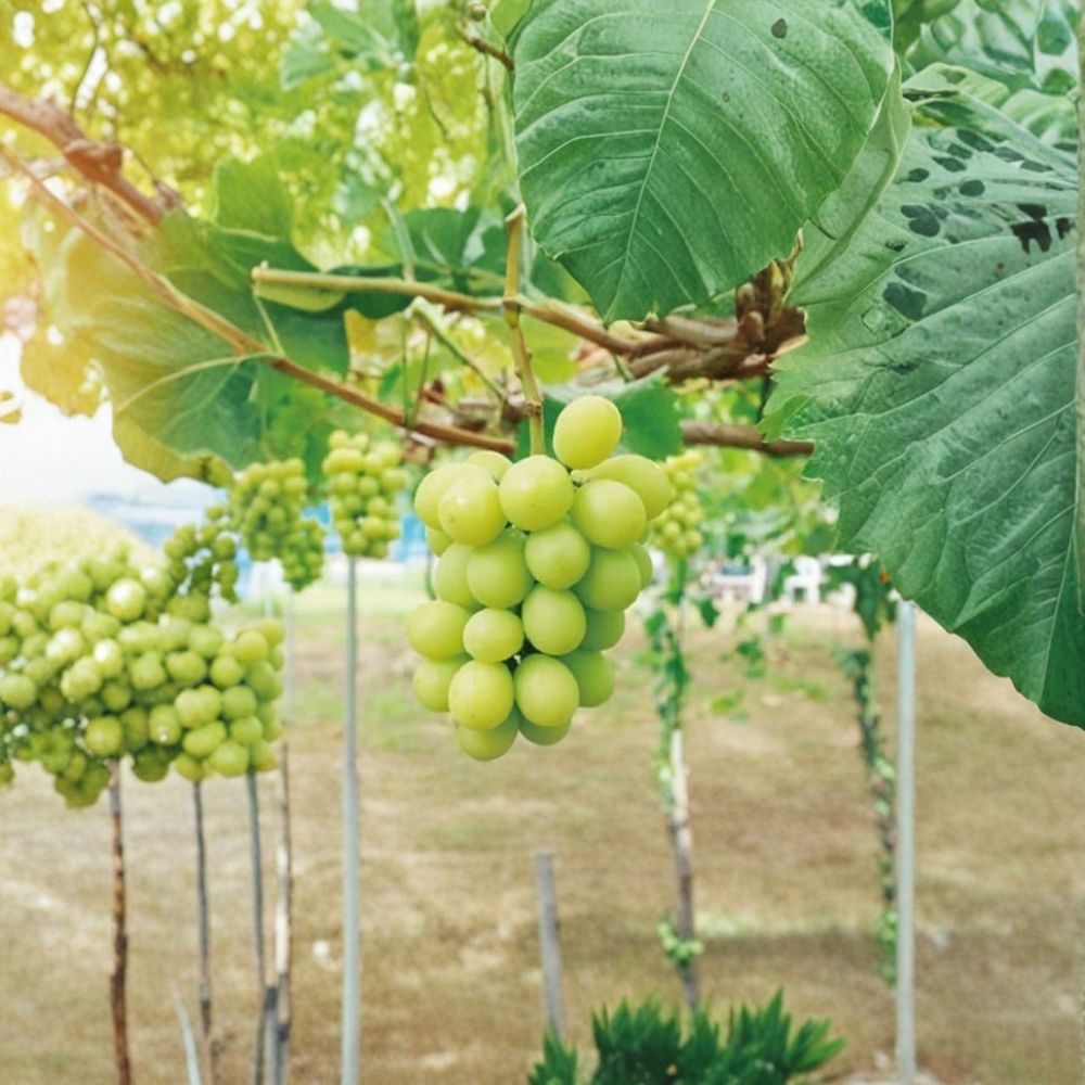 Shine Muscat Grape Cuttings – Vitis vinifera Rare Organic Propagation Set | 5 Cuttings 6–8 Inches Long | Rooting or Grafting Vine