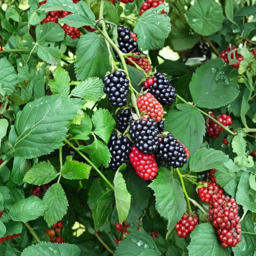 Navaho Thornless Blackberry – Rubus ‘Navaho’ Live Starter Plants | 4–10 Inches Tall | Set of 4 Sweet Berry Bushes | Garden & Container Friendly | Easy to Grow