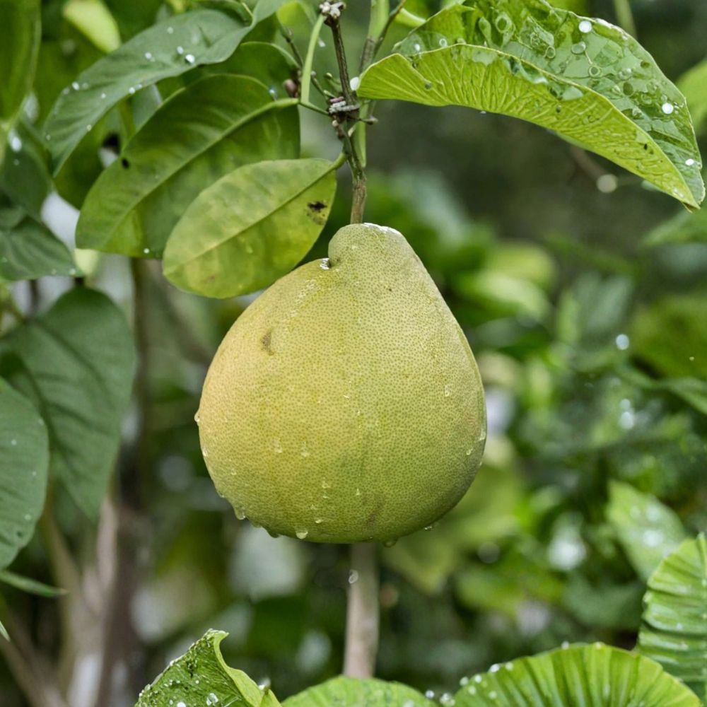 Nam Roi Sweet Pomelo – Citrus maxima Cuttings | 3 Fresh 6–8 Inch Unrooted Cuttings | Rare Giant Grapefruit Pomelo | Citrus Scions for Rooting or Grafting