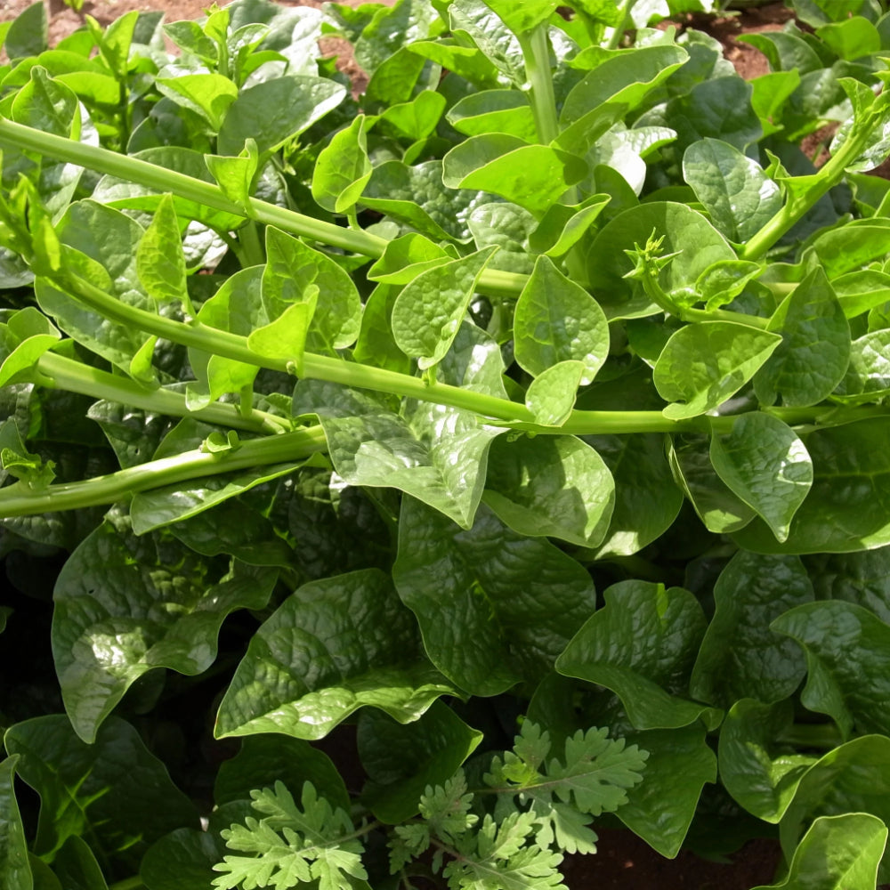Malabar Spinach Green Vines Supreme