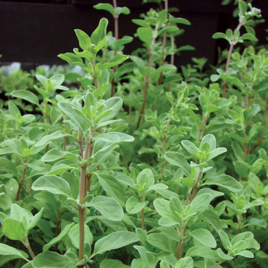 Marjoram