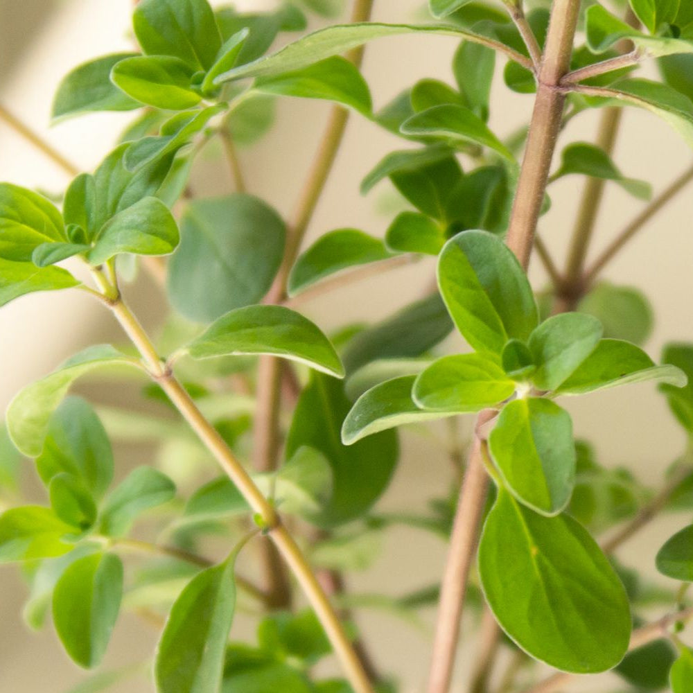 Marjoram