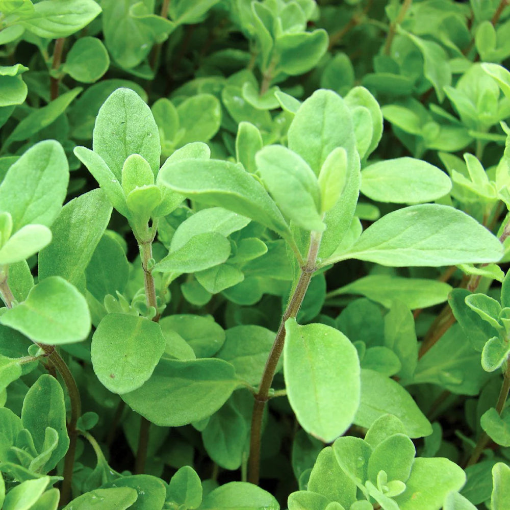 Marjoram
